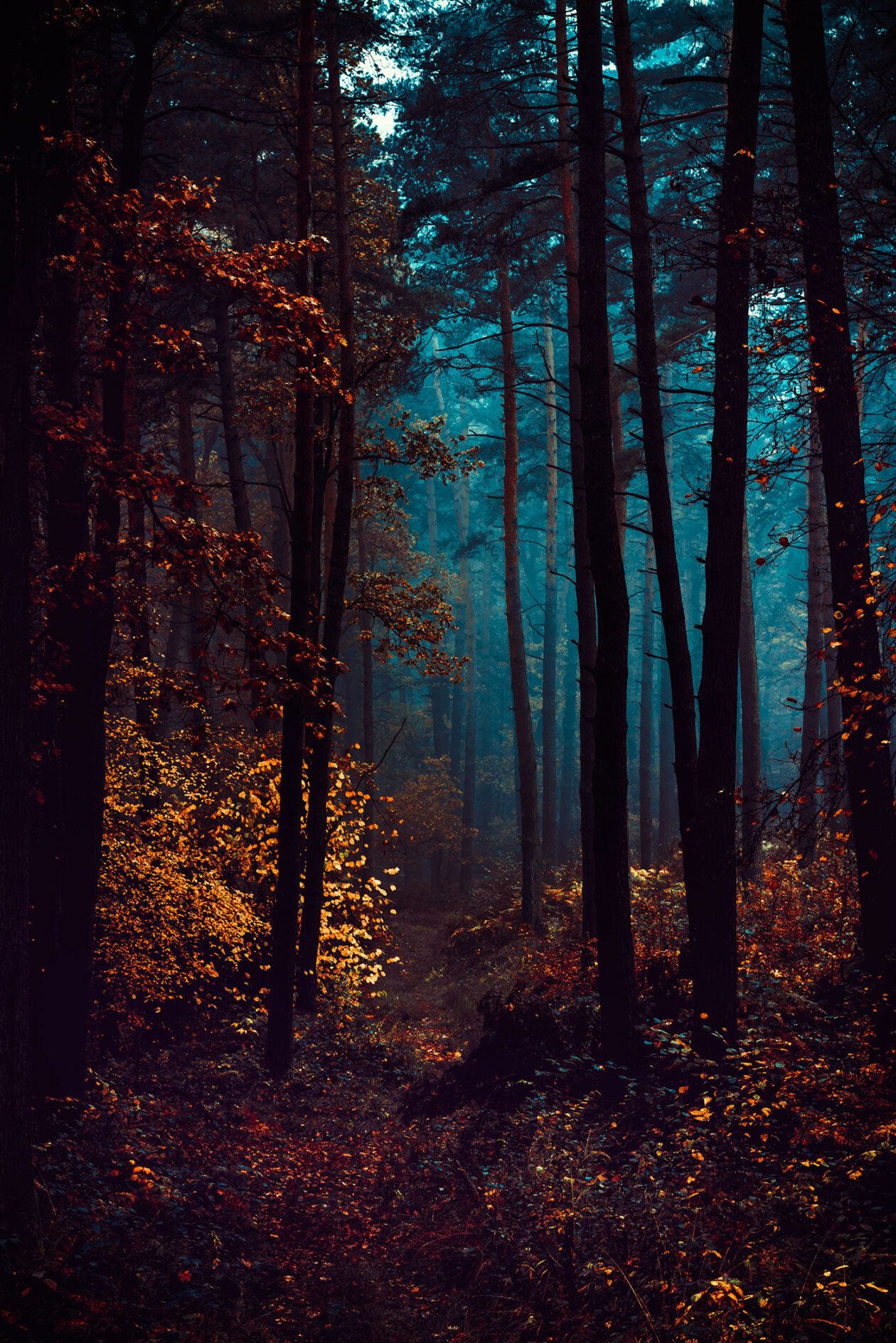 Several Views From The Forest, A Poetic Photography Series By Michał Skarbiński (4)