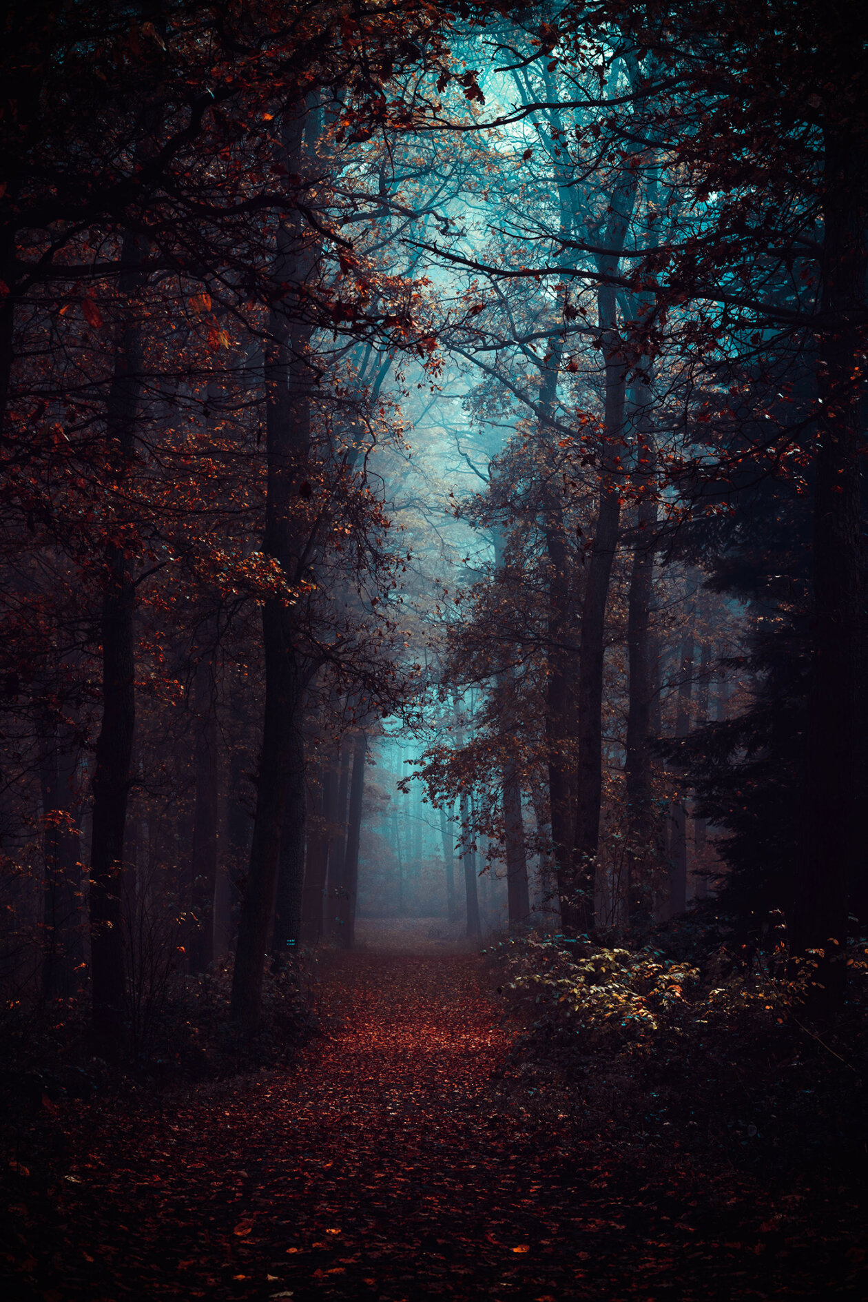 Several Views From The Forest, A Poetic Photography Series By Michał Skarbiński (5)