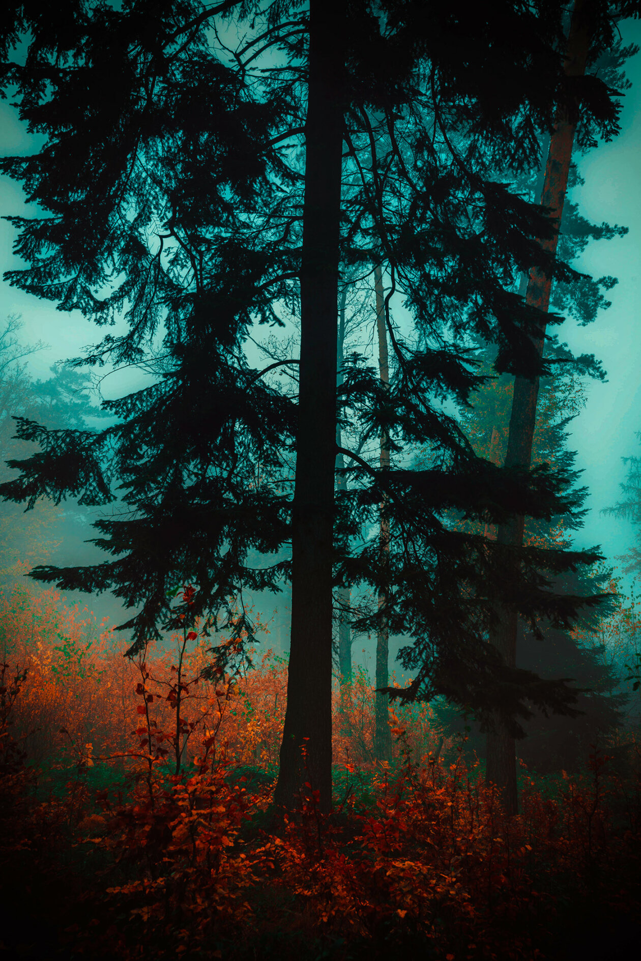 Several Views From The Forest, A Poetic Photography Series By Michał Skarbiński (7)