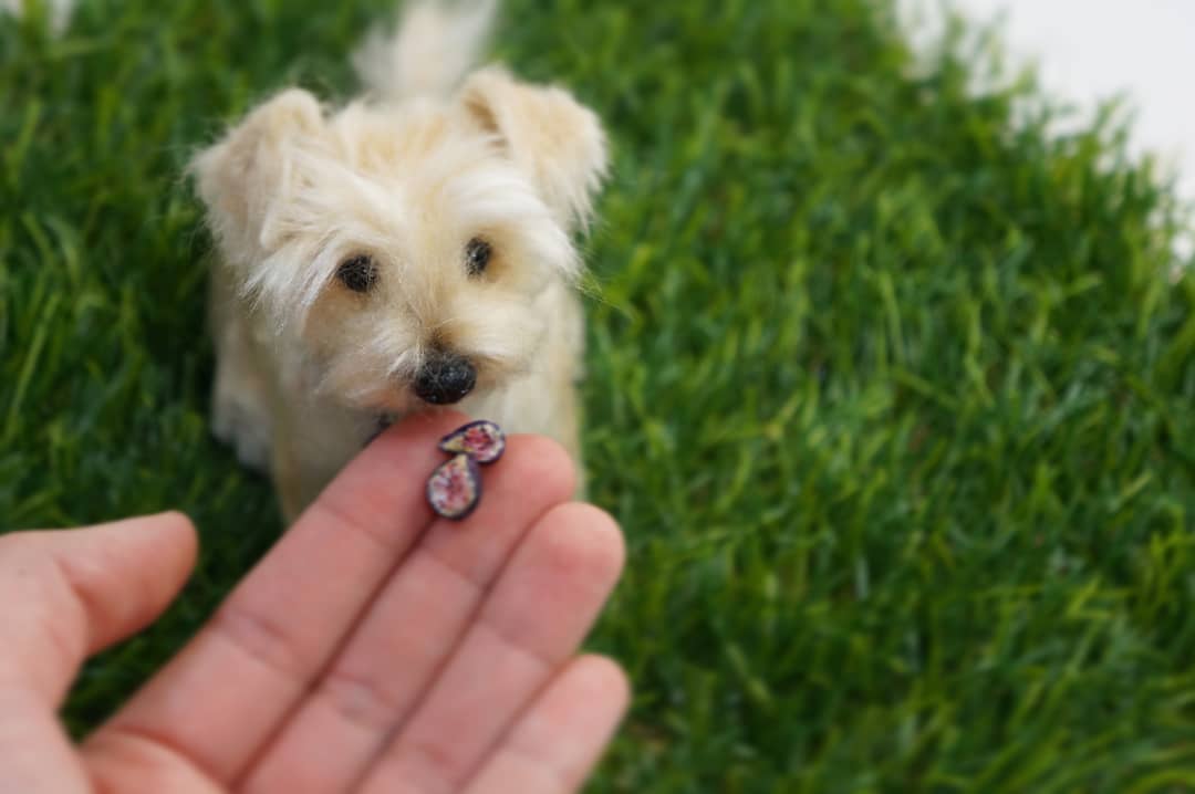 Hyper Realistic Vegan Needle Felted Animals By Elizabeth Perez (5)