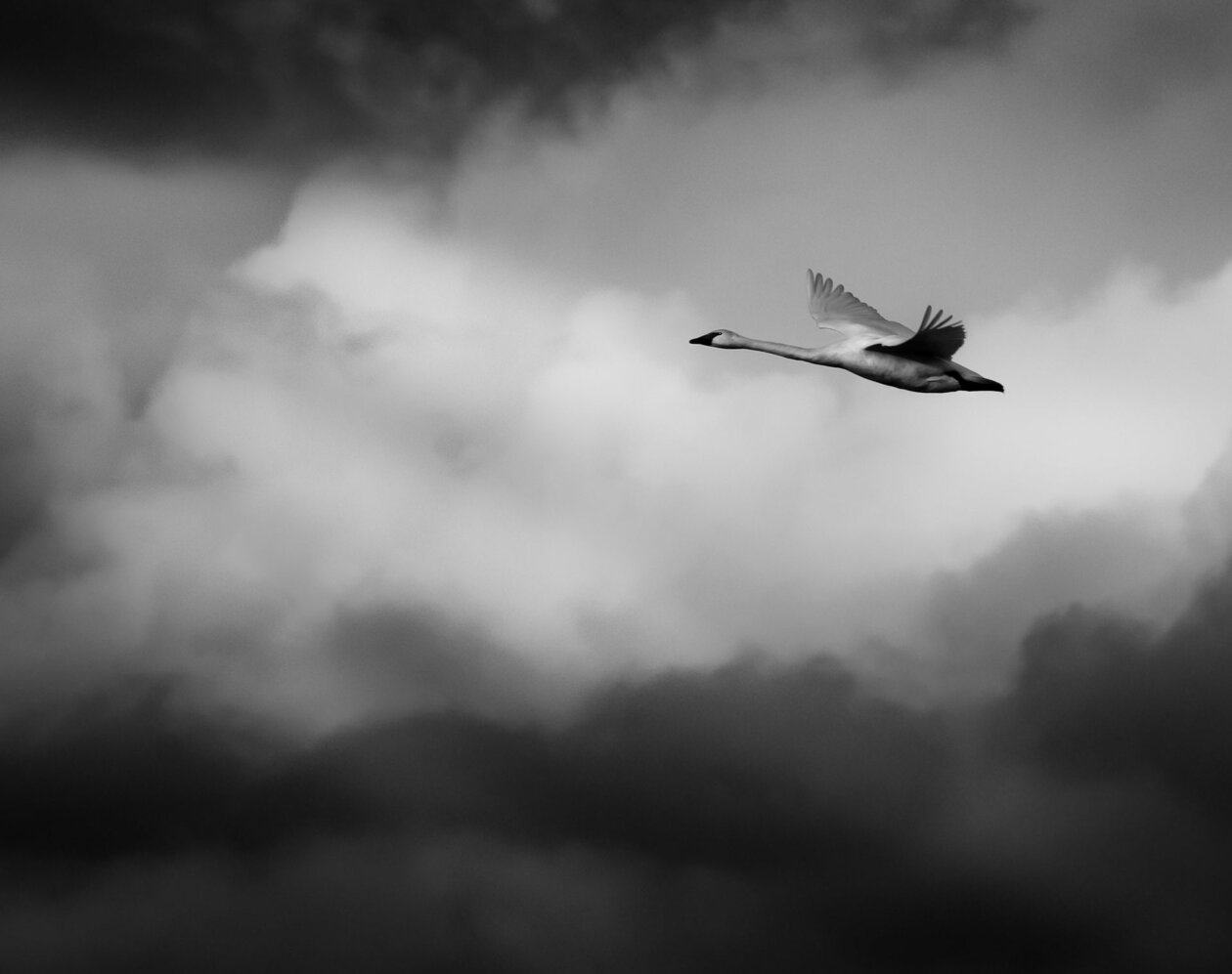 Flying With Swans A Poetic Fine Art Photography Series By Darrel Rhea 8