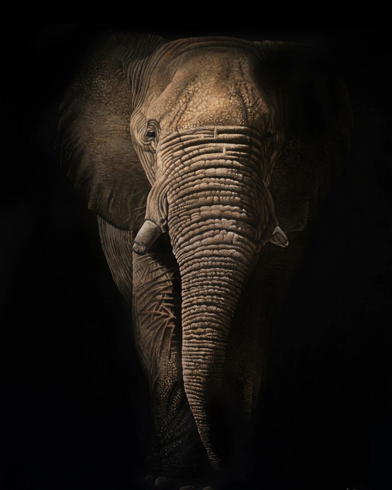 Hyper Realistic Animal Portrait Paintings By Sophie Green (14)