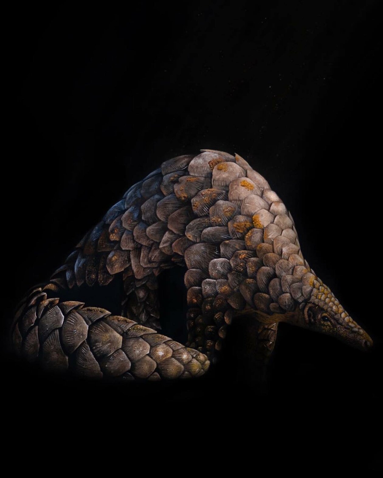 Hyper Realistic Animal Portrait Paintings By Sophie Green (18)