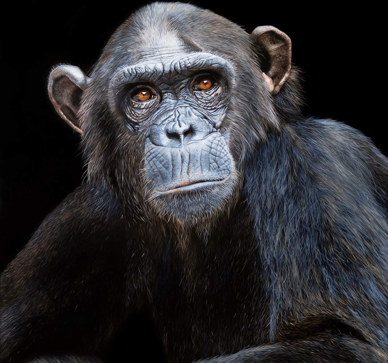 Hyper Realistic Animal Portrait Paintings By Sophie Green (21)