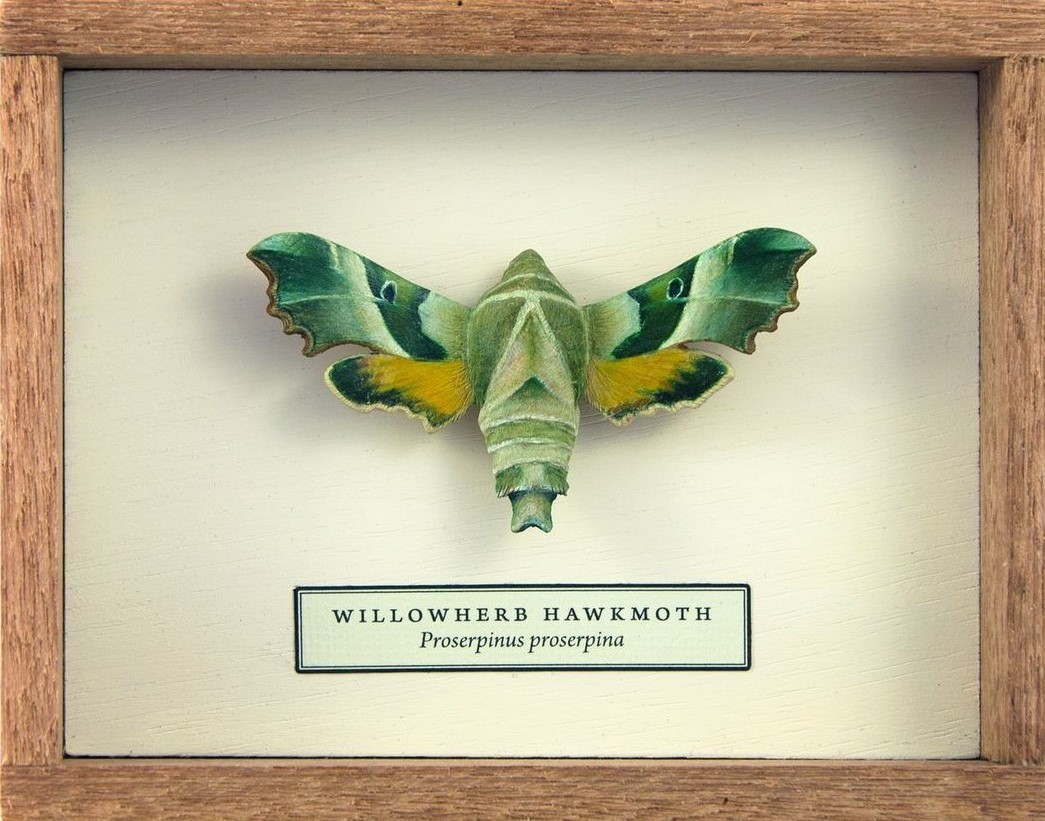 Song Of The Butterfly, Impressively Realistic Butterfly Wood Sculptures By Eyal Holtzman (2)