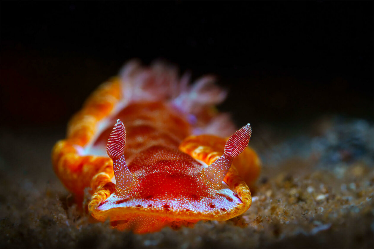 Nudibranchs Gorgeous Pictures Of Sea Slugs By Andrey Savin 1