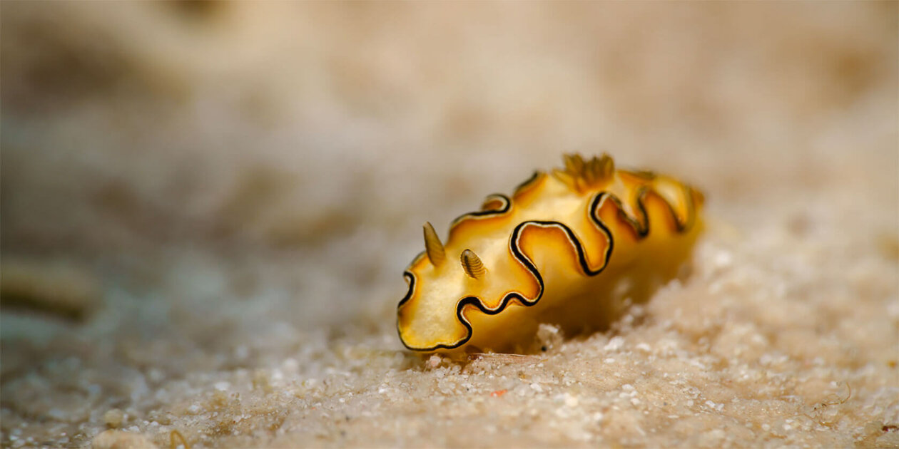Nudibranchs Gorgeous Pictures Of Sea Slugs By Andrey Savin 12