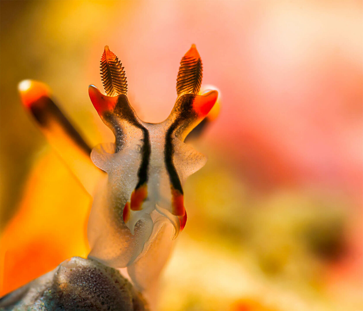 Nudibranchs Gorgeous Pictures Of Sea Slugs By Andrey Savin 4