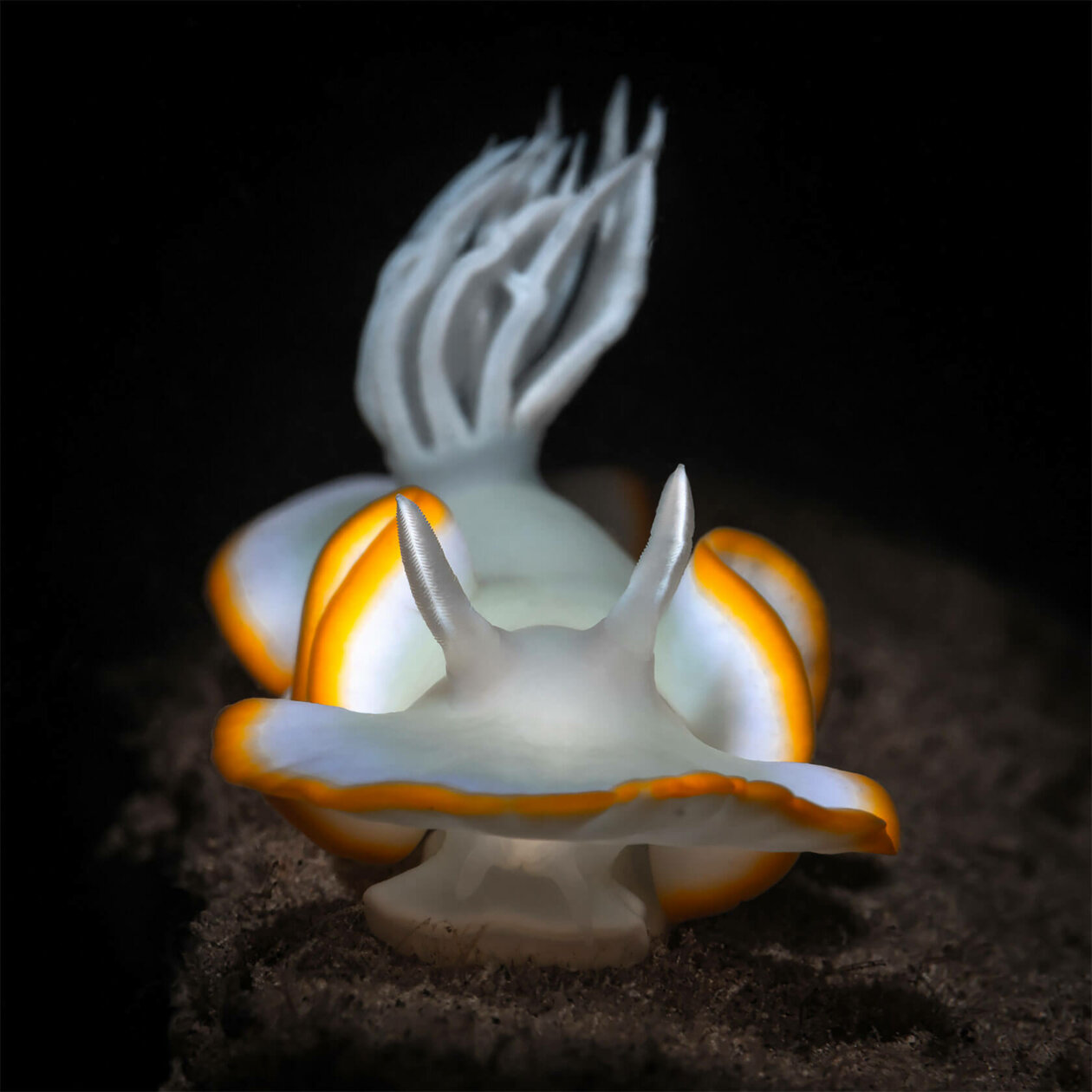 Nudibranchs Gorgeous Pictures Of Sea Slugs By Andrey Savin 6