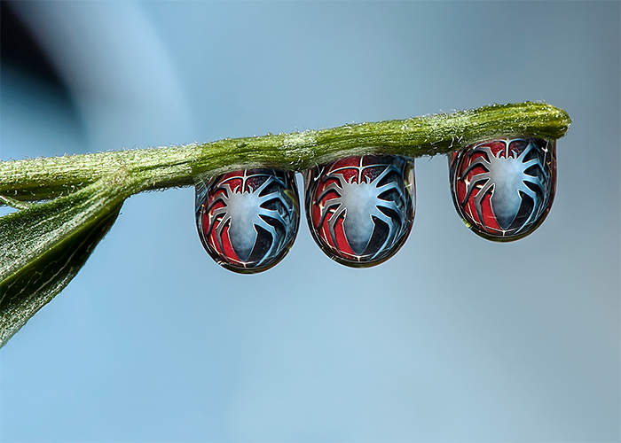 Water Drops A Fascinating Photography Series By Dave Wood 5