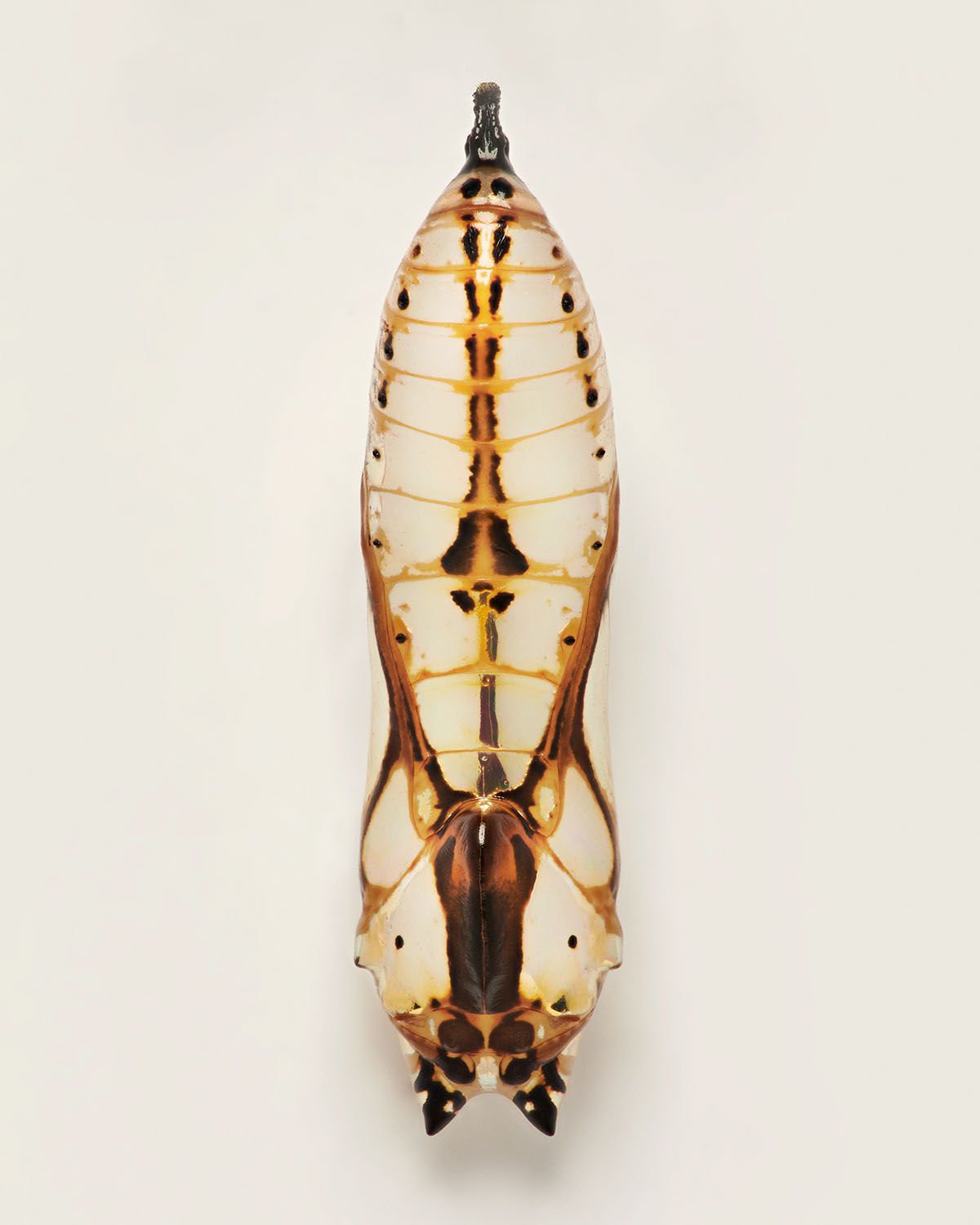 Fascinating Pictures Of Butterfly Pupae By Levon Biss (12)