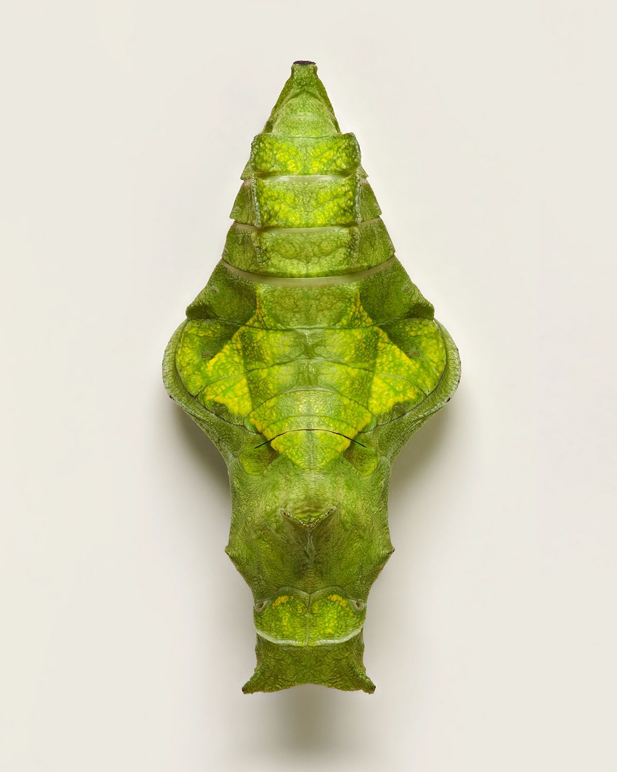 Fascinating Pictures Of Butterfly Pupae By Levon Biss (13)