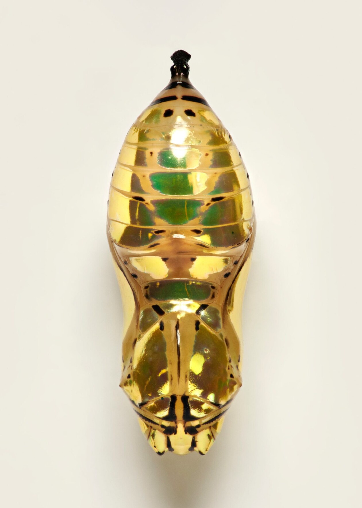 Fascinating Pictures Of Butterfly Pupae By Levon Biss (5)