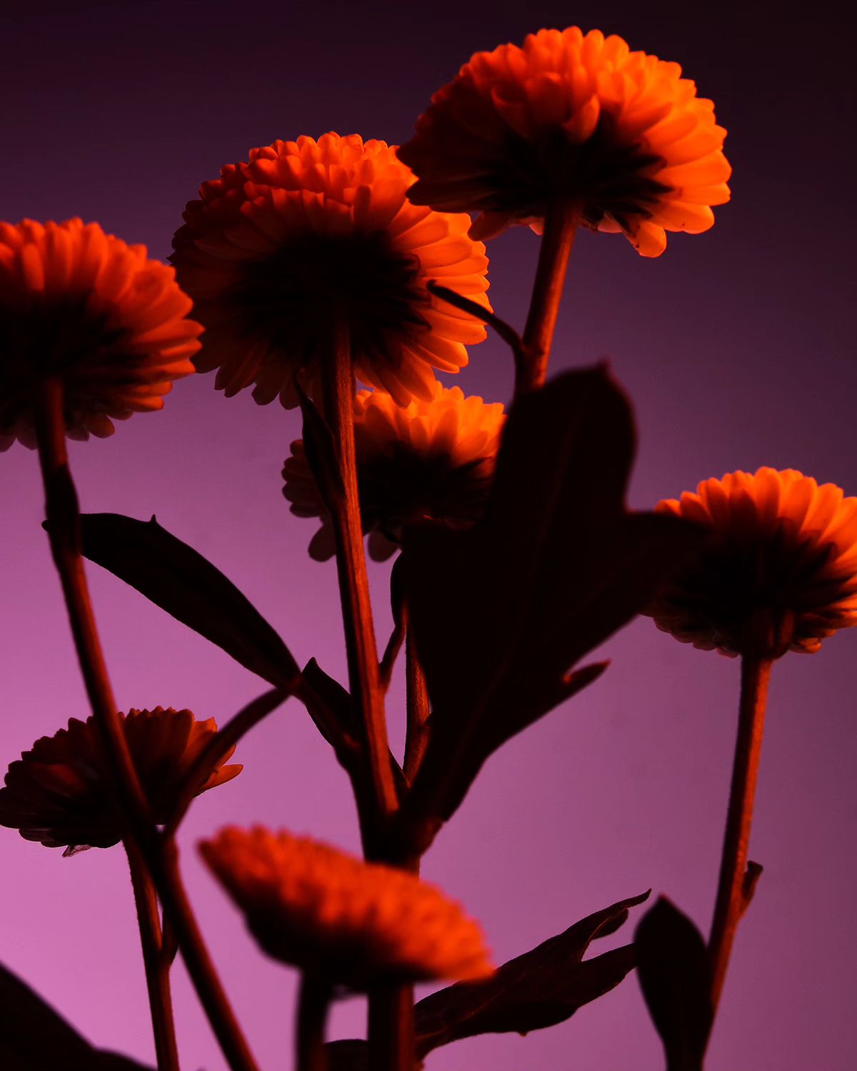 Deflowered, A Floral Photography Series By William Josephs Radford (1)