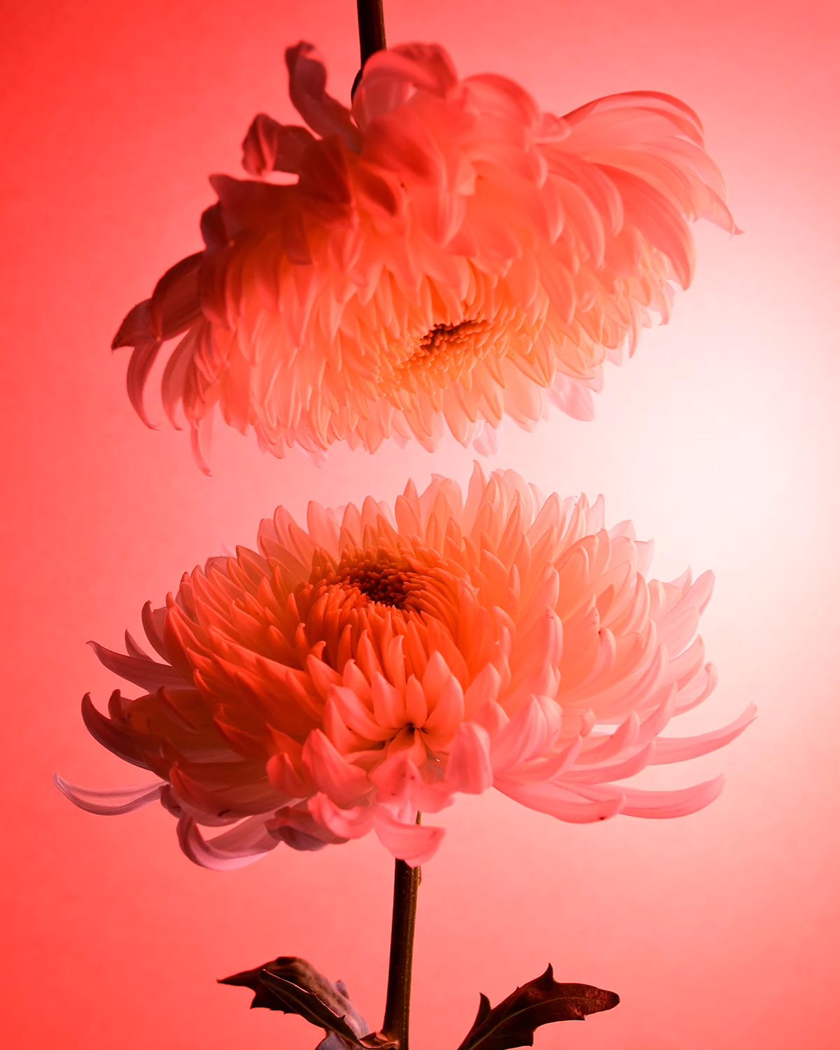 Deflowered, A Floral Photography Series By William Josephs Radford (10)