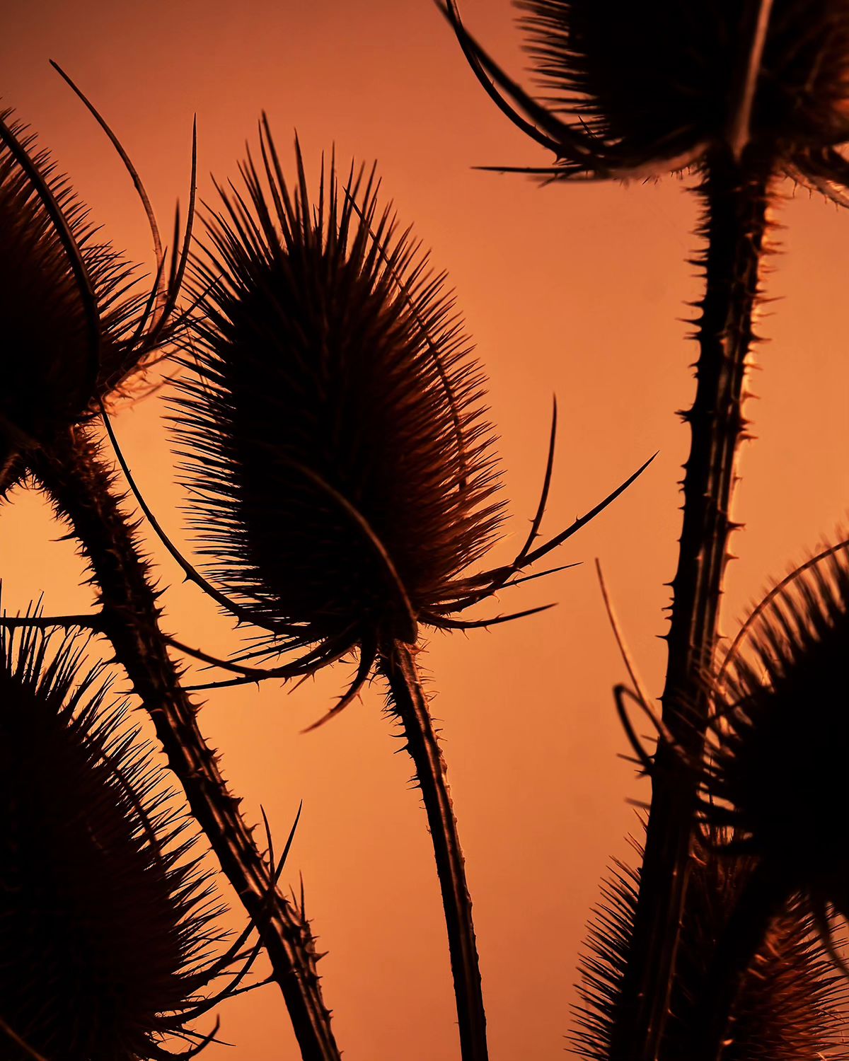 Deflowered, A Floral Photography Series By William Josephs Radford (11)