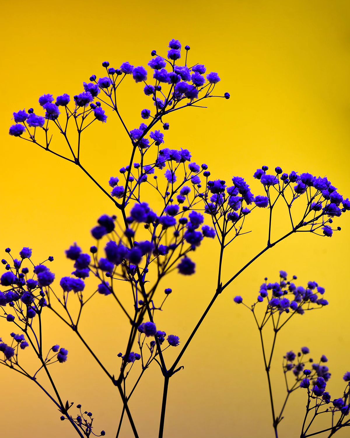 Deflowered, A Floral Photography Series By William Josephs Radford (5)