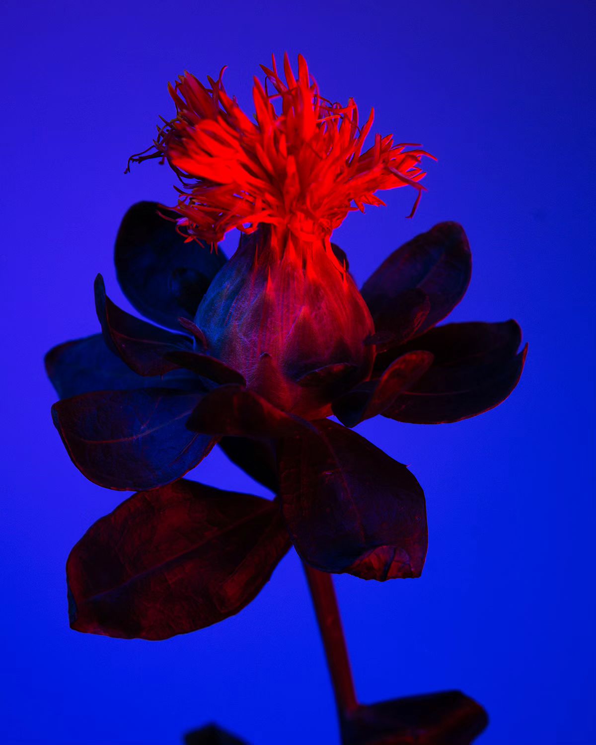 Deflowered, A Floral Photography Series By William Josephs Radford (6)