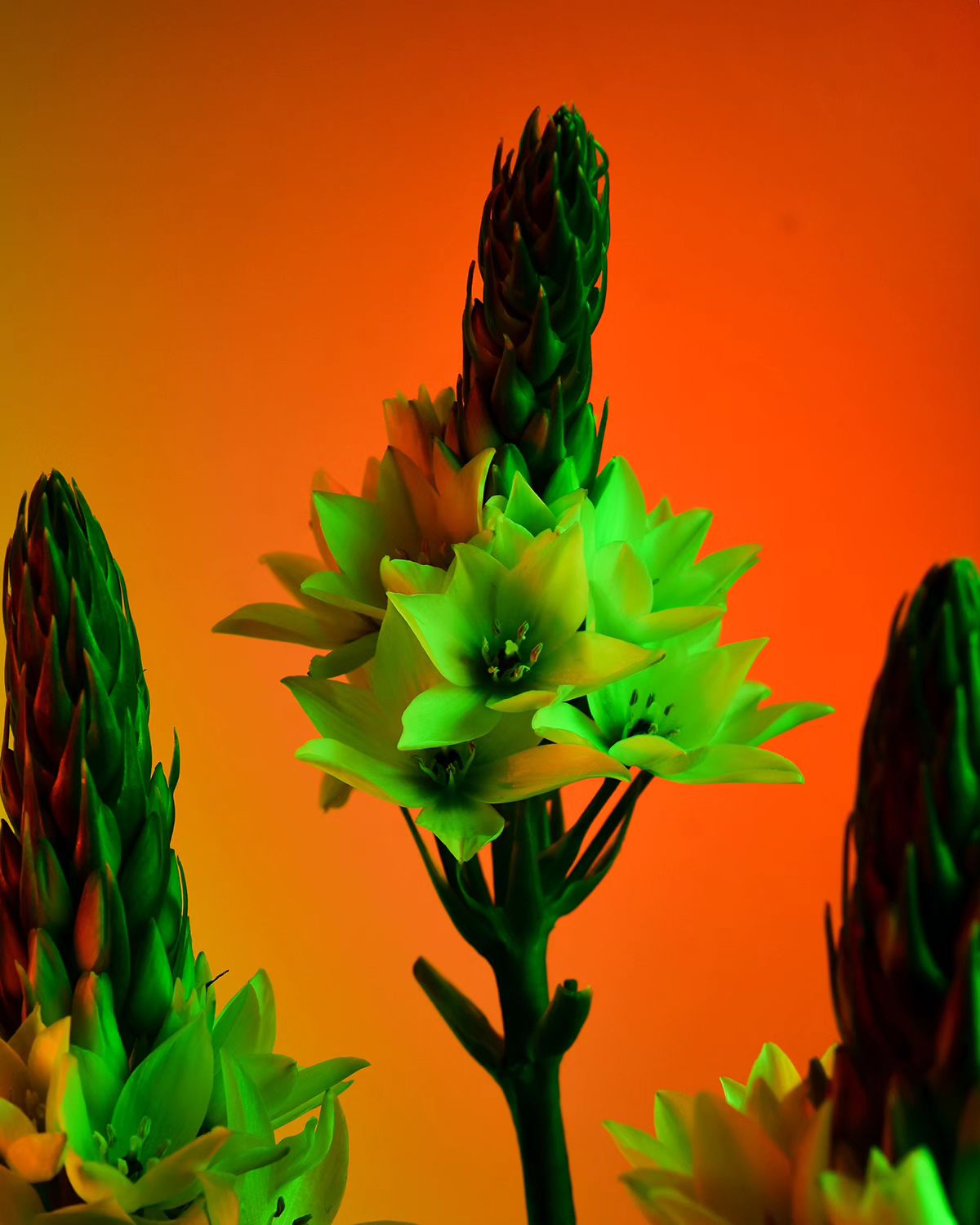 Deflowered, A Floral Photography Series By William Josephs Radford (8)