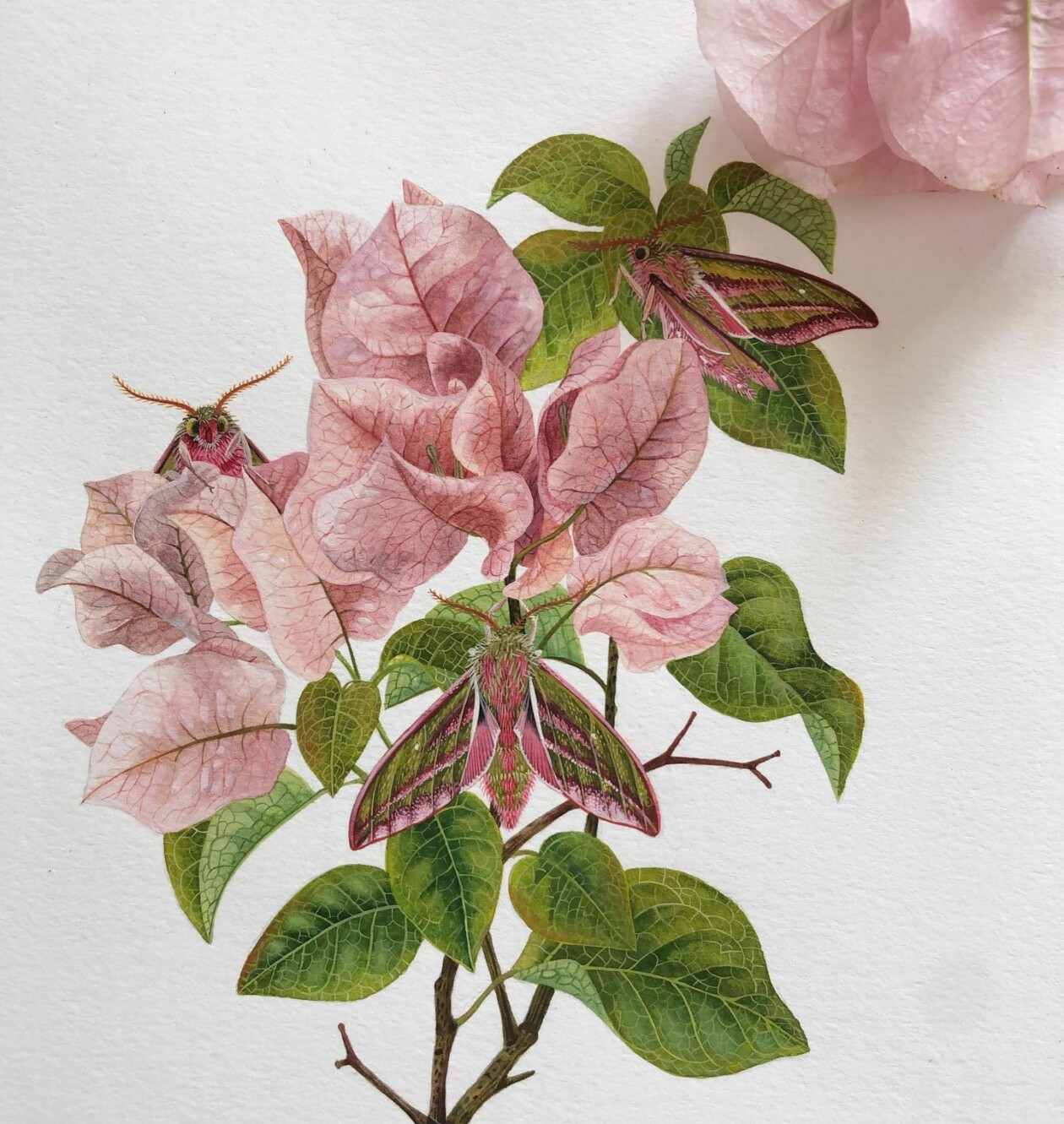 Fascinating Naturalistic Illustrations By Georgina Taylor (16)