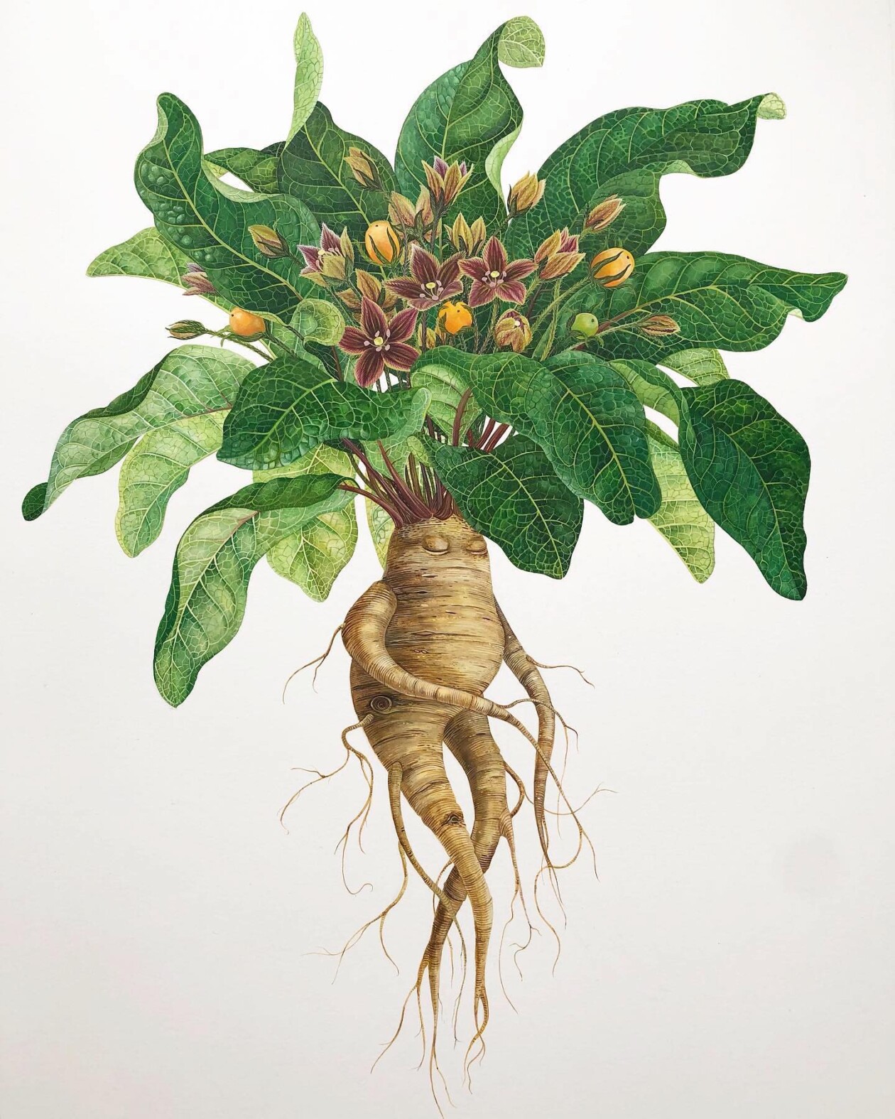 Fascinating Naturalistic Illustrations By Georgina Taylor (17)
