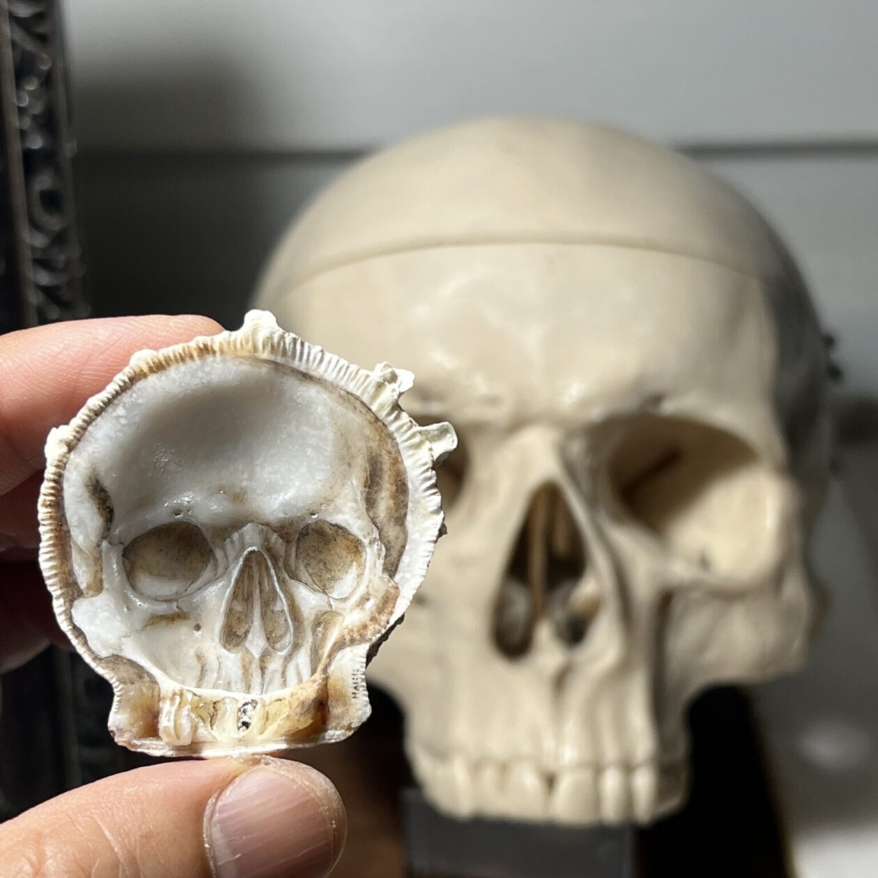 Sculptures Of Anatomical Details Made From Found Coral And Shells By Gregory Halili (14)