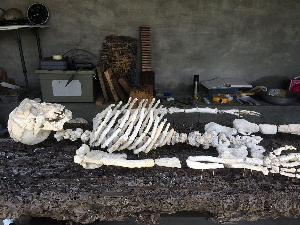 Sculptures Of Anatomical Details Made From Found Coral And Shells By Gregory Halili (7)