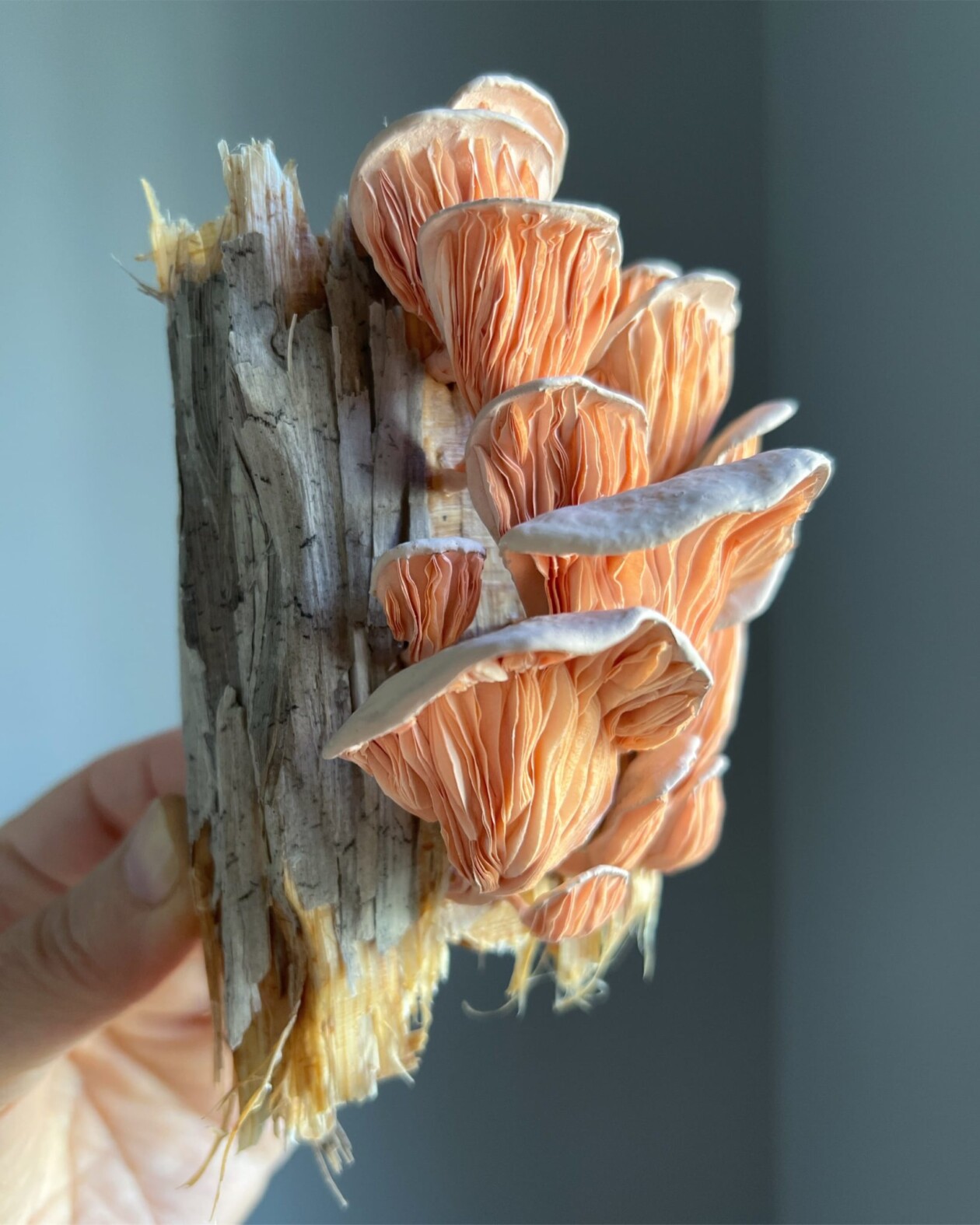 Splendid Lifelike Paper Sculptures Of Animals, Plants, Vegetables, And Mushrooms By ann Wood (10)