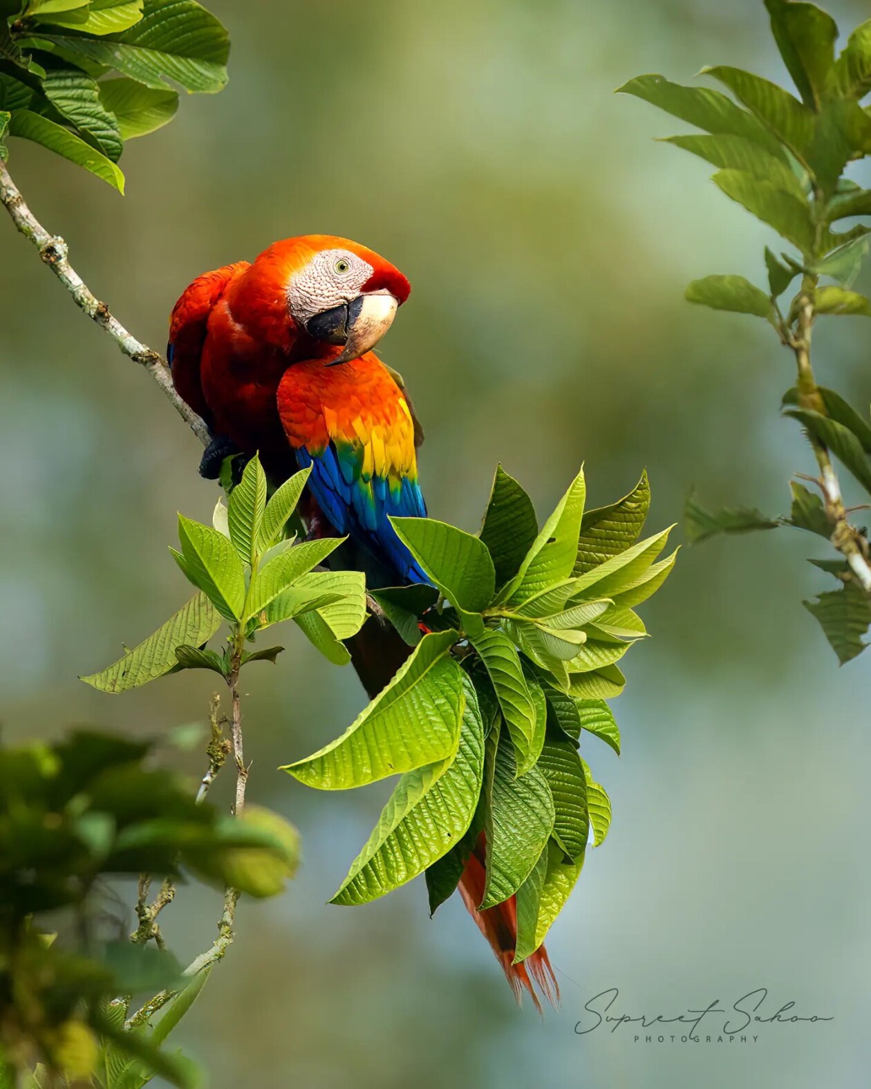 The Magnificent Bird Photography Of Supreet Sahoo (10)