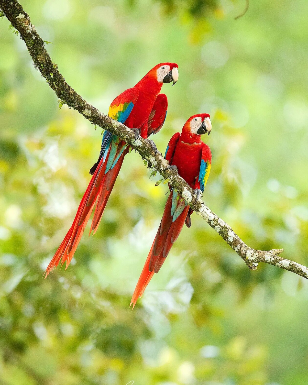 The Magnificent Bird Photography Of Supreet Sahoo (11)