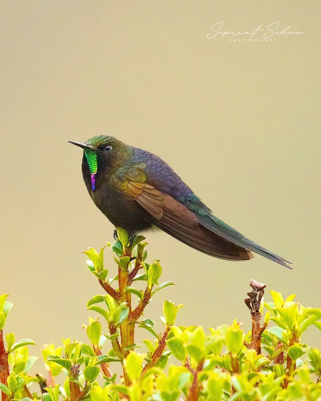 The Magnificent Bird Photography Of Supreet Sahoo (14)