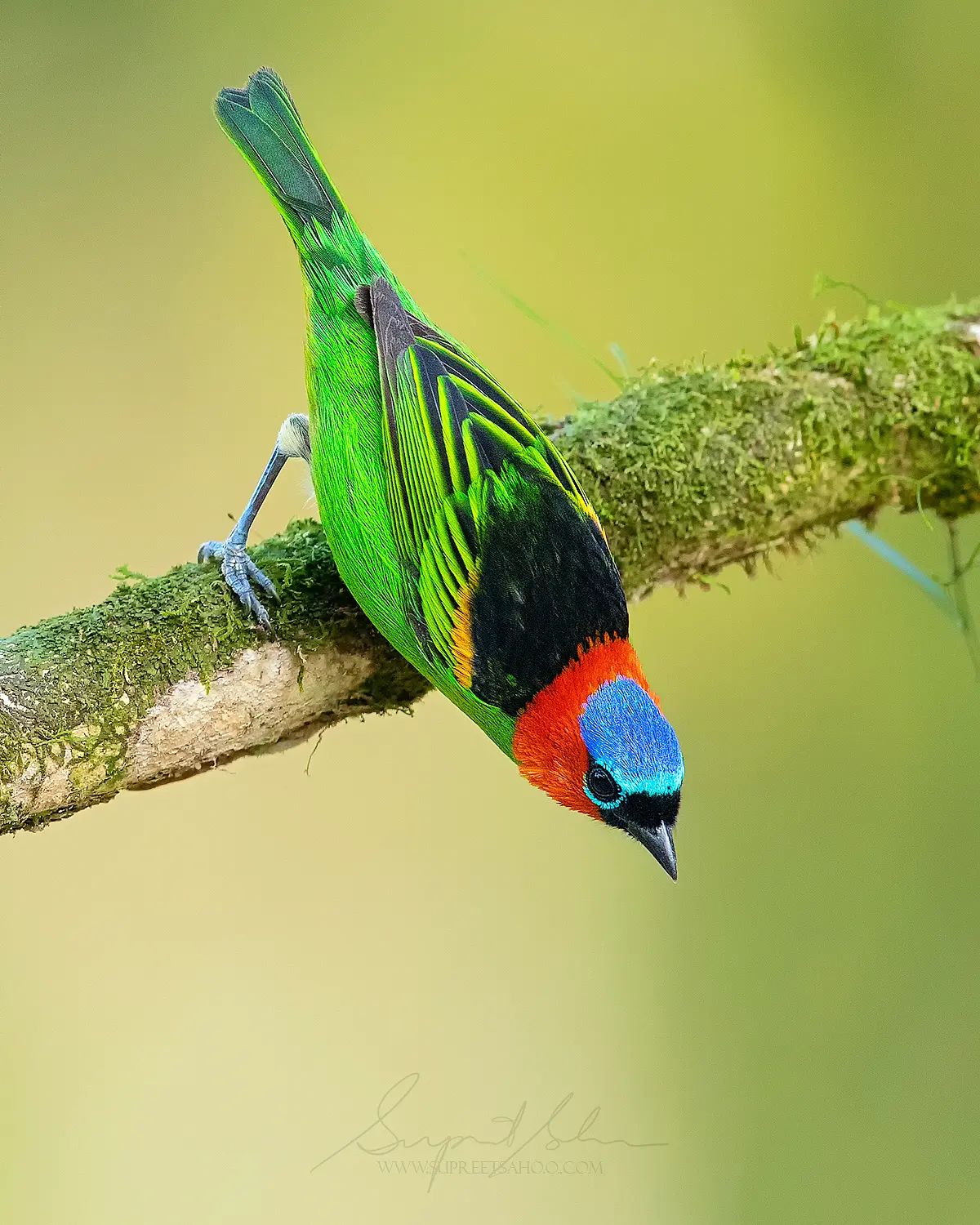 The Magnificent Bird Photography Of Supreet Sahoo (15)