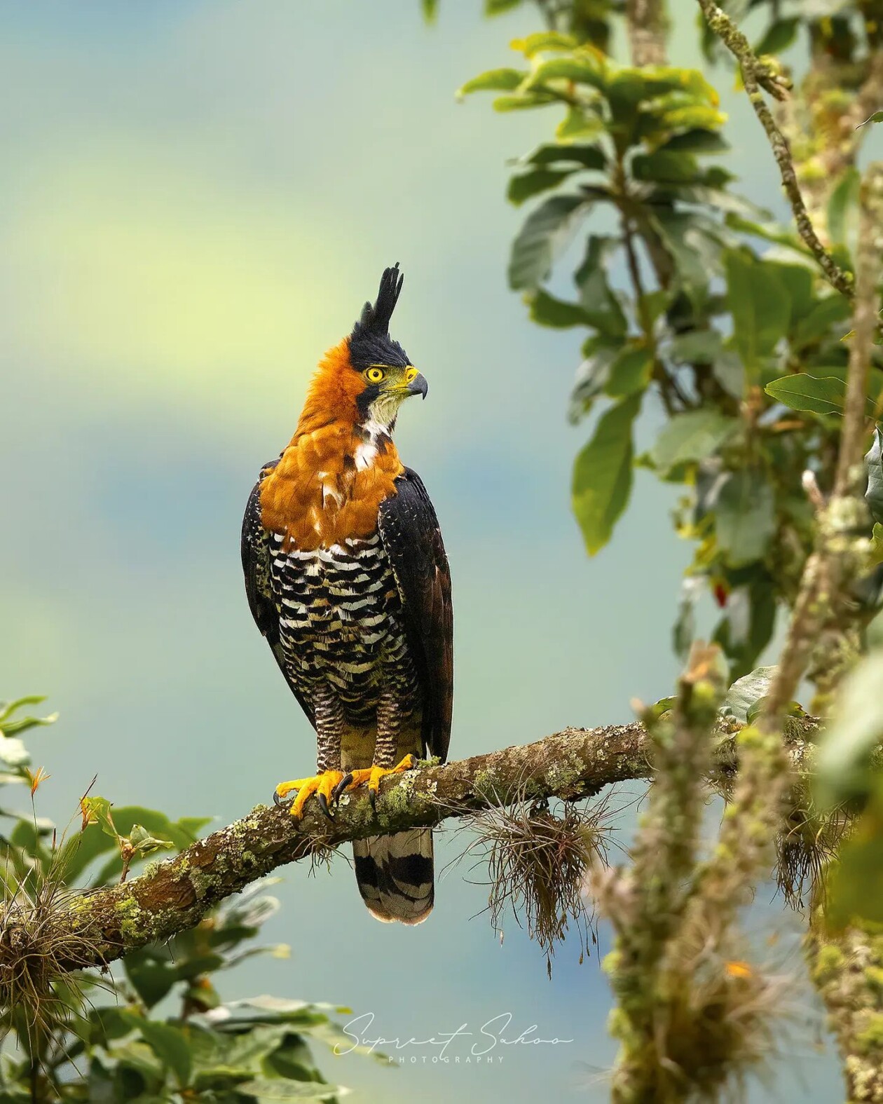 The Magnificent Bird Photography Of Supreet Sahoo (16)