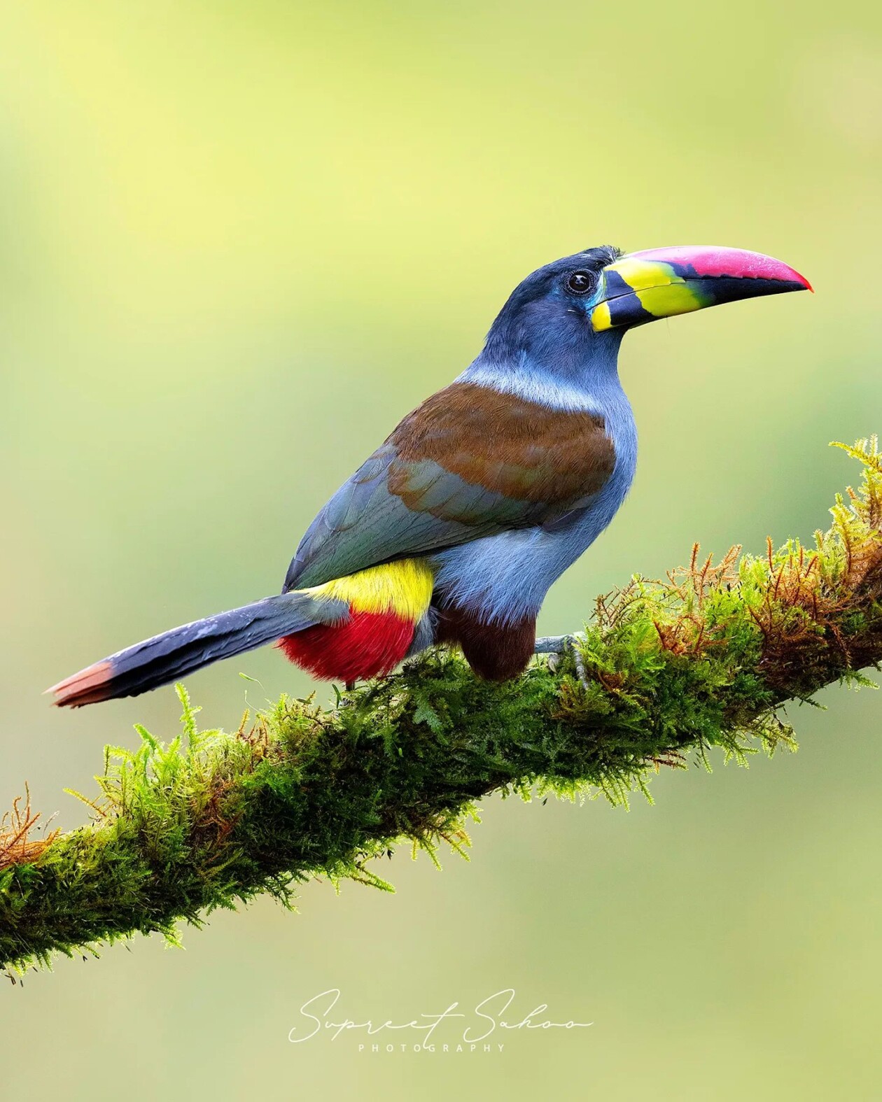 The Magnificent Bird Photography Of Supreet Sahoo (17)