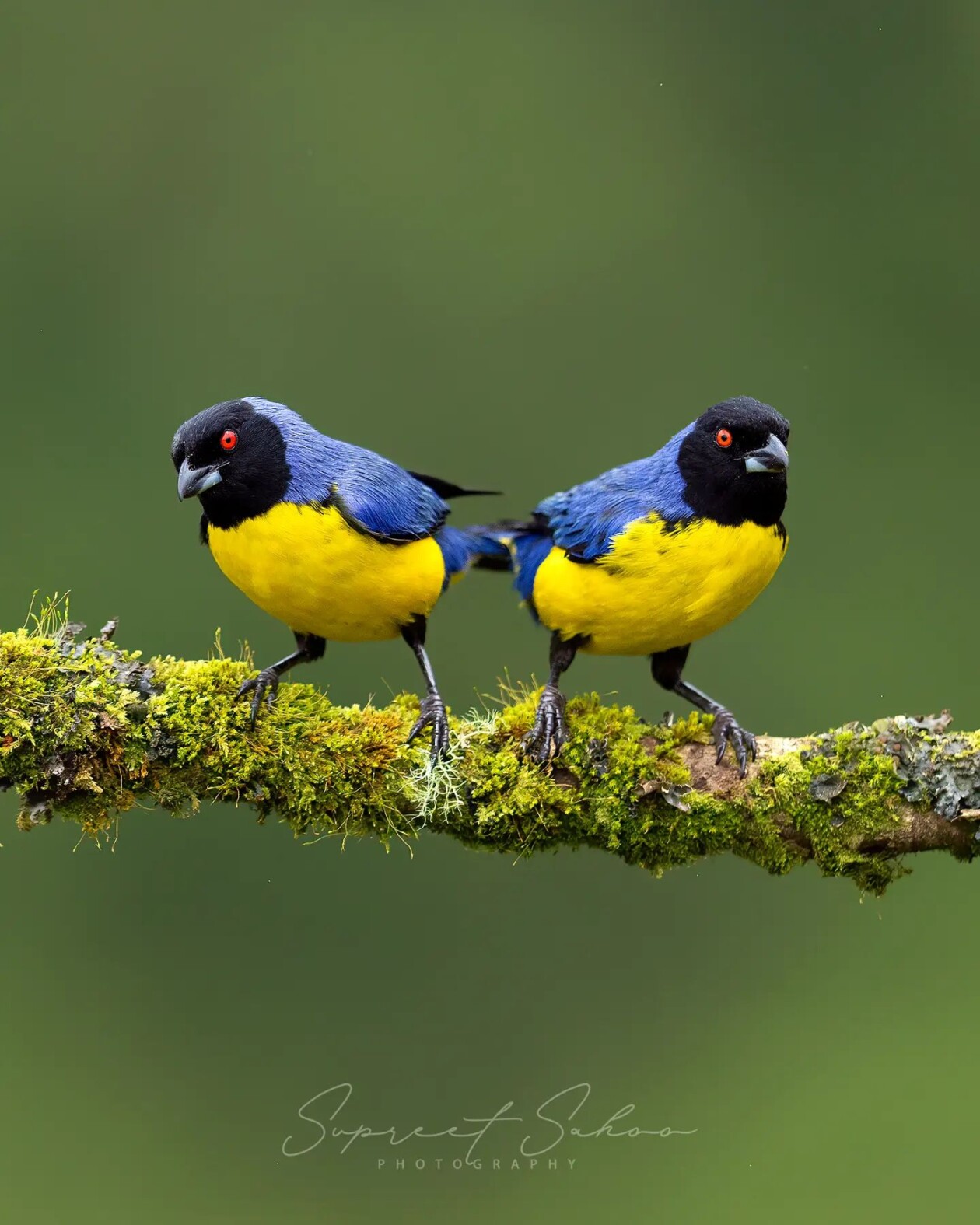 The Magnificent Bird Photography Of Supreet Sahoo (19)