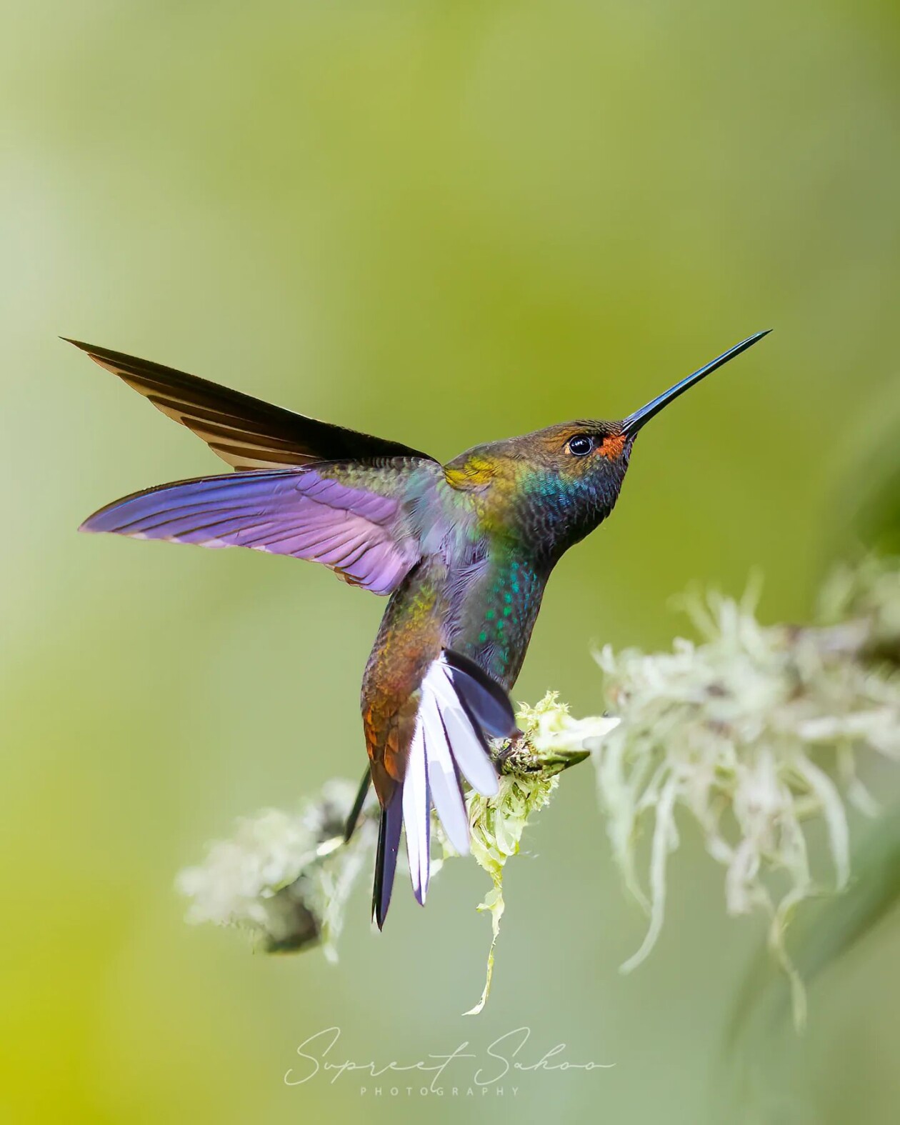 The Magnificent Bird Photography Of Supreet Sahoo (2)