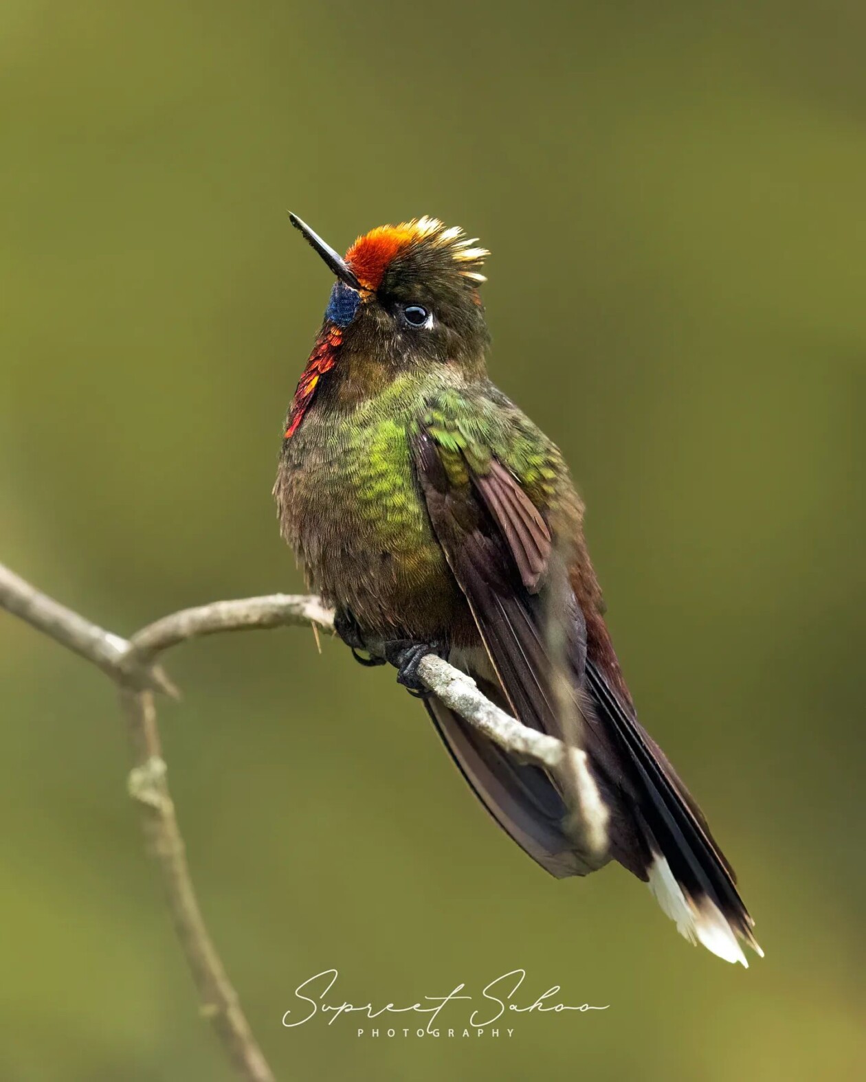 The Magnificent Bird Photography Of Supreet Sahoo (20)