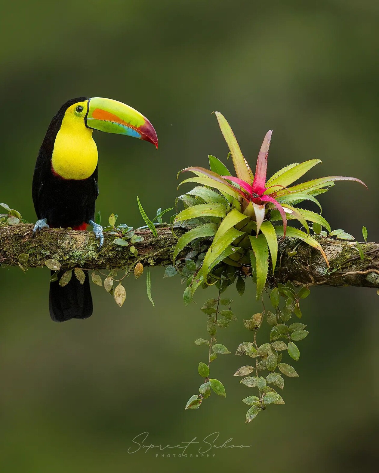 The Magnificent Bird Photography Of Supreet Sahoo 21 1