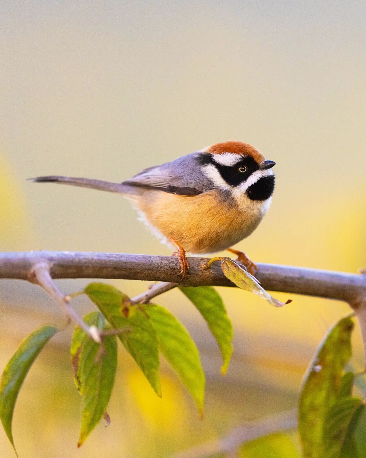 The Magnificent Bird Photography Of Supreet Sahoo (3)