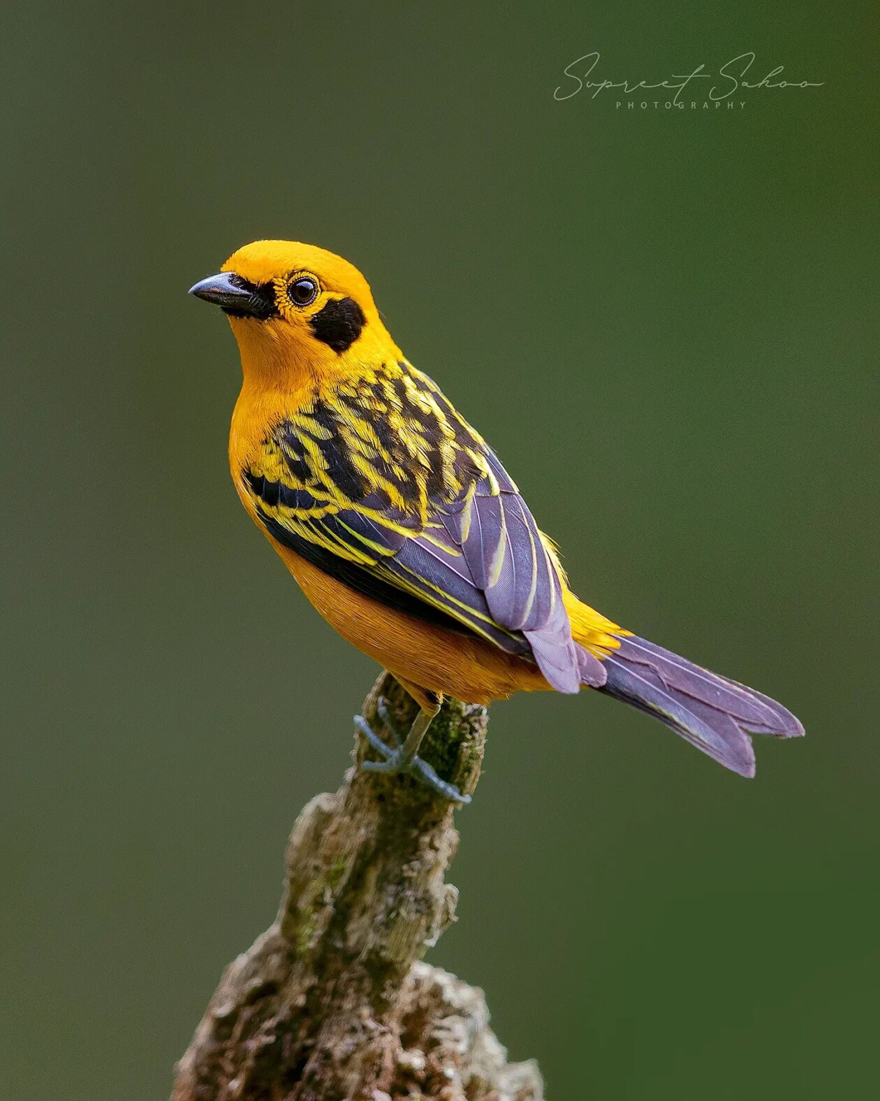 The Magnificent Bird Photography Of Supreet Sahoo (6)