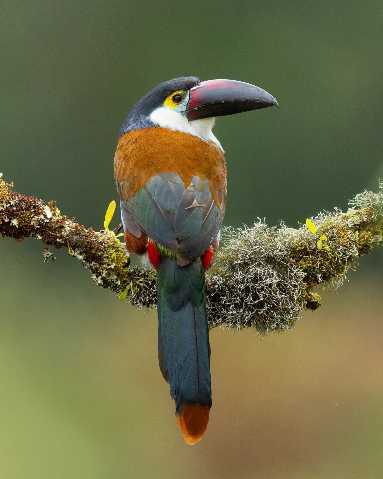The Magnificent Bird Photography Of Supreet Sahoo (7)