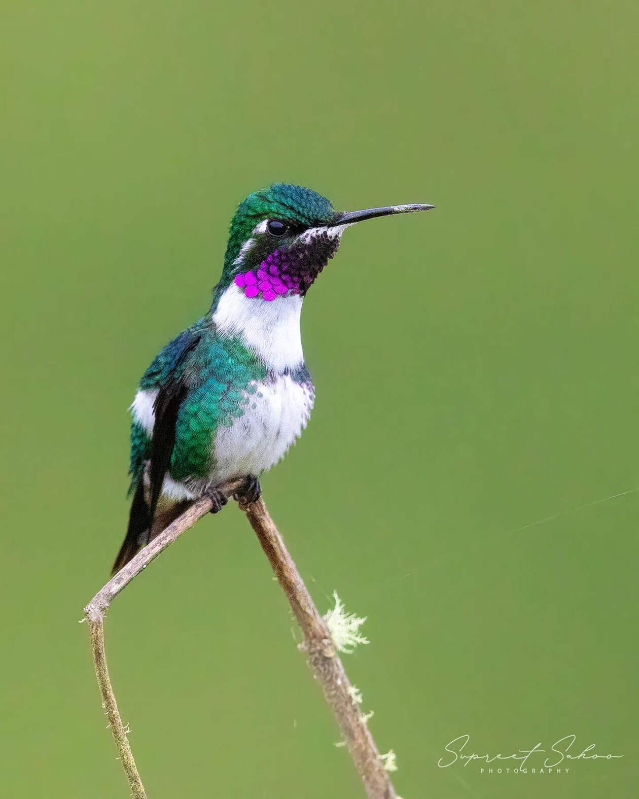 The Magnificent Bird Photography Of Supreet Sahoo (9)