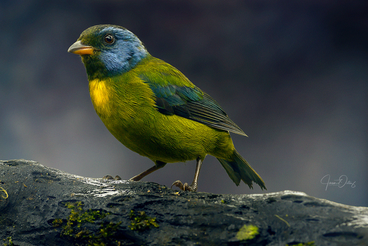 Plumas, A Marvelous Bird Photography Series By Juan Gabriel Ortiz (11)