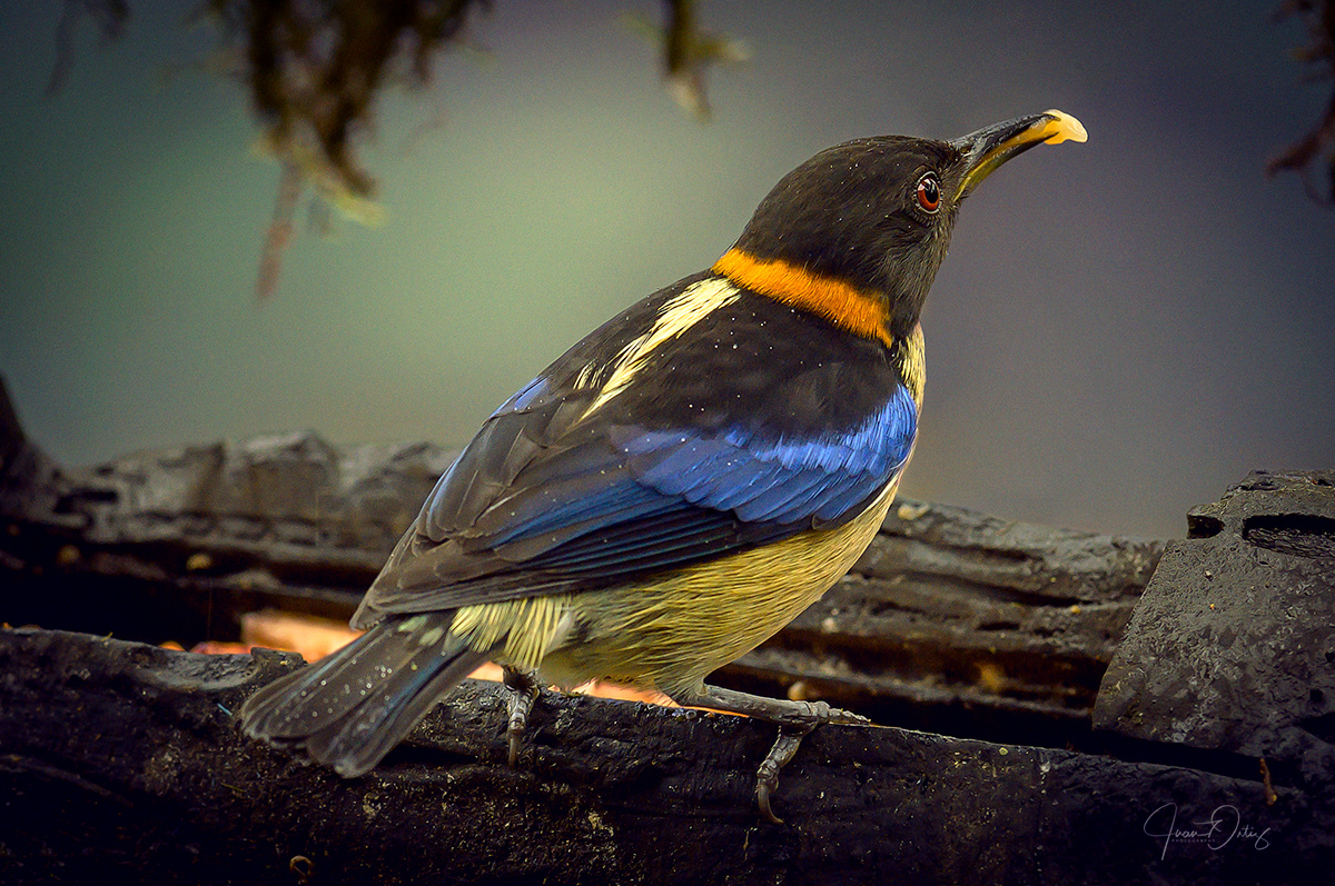 Plumas, A Marvelous Bird Photography Series By Juan Gabriel Ortiz (13)