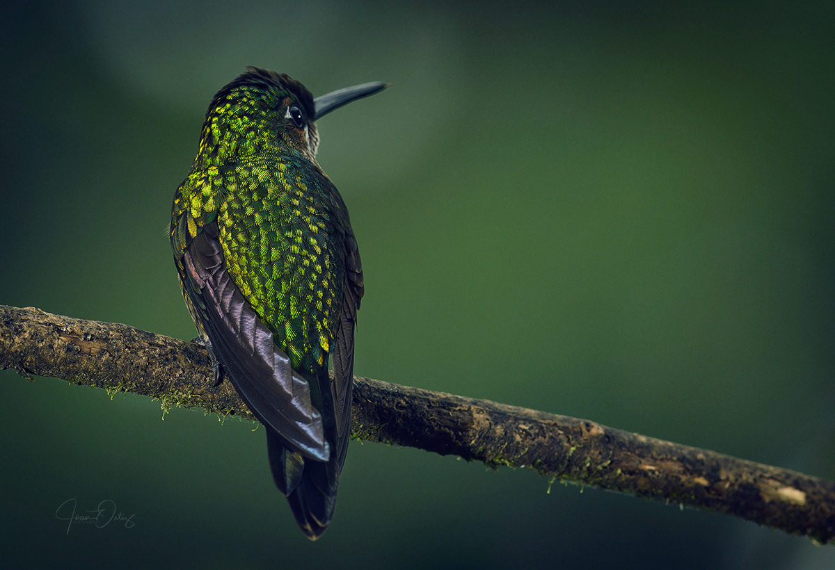 Plumas, A Marvelous Bird Photography Series By Juan Gabriel Ortiz (2)