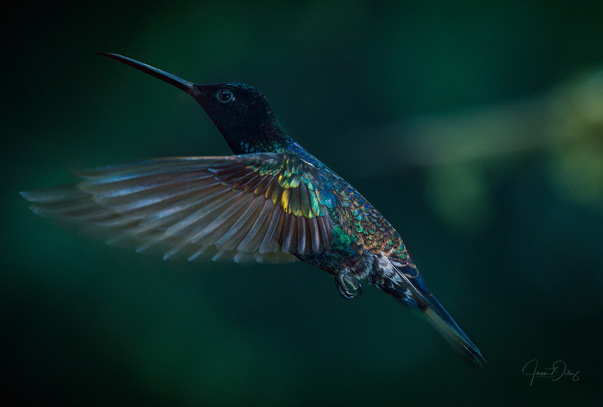 Plumas, A Marvelous Bird Photography Series By Juan Gabriel Ortiz (3)