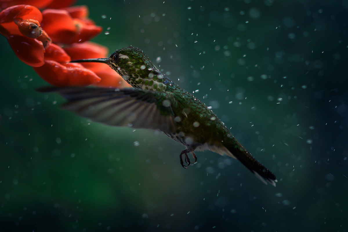 Plumas, A Marvelous Bird Photography Series By Juan Gabriel Ortiz (4)