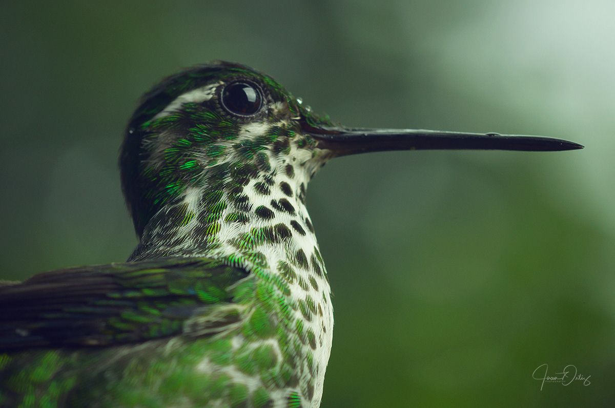 Plumas, A Marvelous Bird Photography Series By Juan Gabriel Ortiz (9)