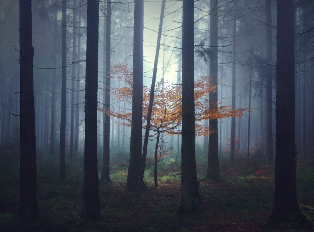 Brothers Grimm's Wanderings By Kilian Schönberger (13)