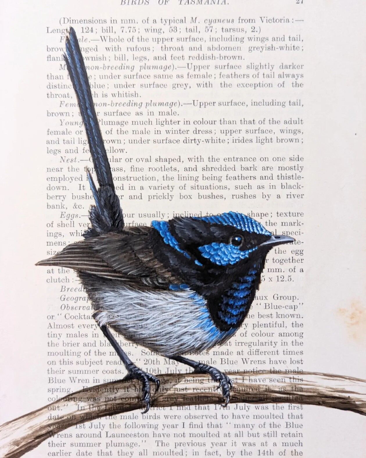 Exquisite Bird Paintings Added To Vintage Book Pages That Describe Them By Craig Williams (1)